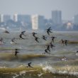 Bécasseaux variables et sanderlings